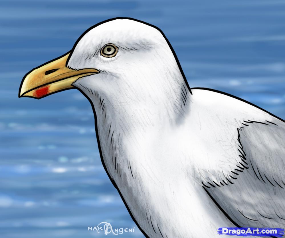 999x837 How To Draw Seagulls, Step - Seagull Cartoon Drawing