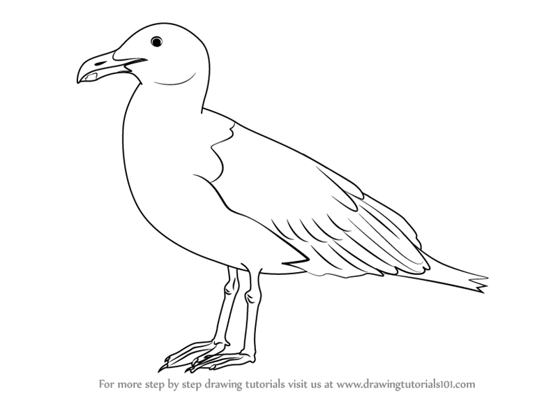 800x566 Learn How To Draw A Seagull - Seagull Cartoon Drawing