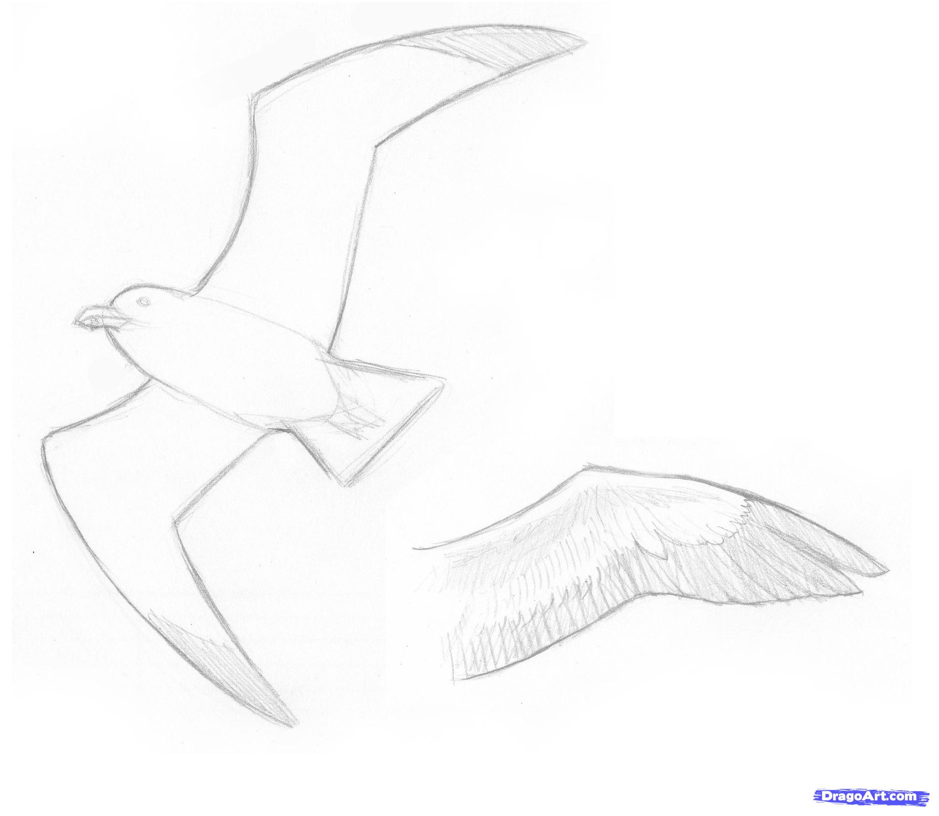 1900x1650 How To Draw Seagulls, Step - Seagull Drawing