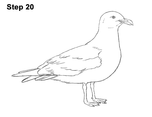 500x386 How To Draw A Seagull - Seagull Drawing