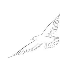 236x248 How To Draw A Seagull In Flight, Step - Seagull Drawing