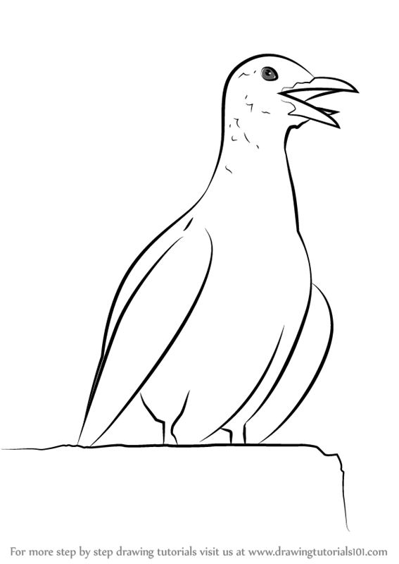 567x800 Learn How To Draw A Calling Seagull - Seagull Drawing