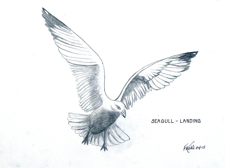 900x674 Seagull - Seagull Drawing