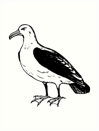 413x549 A Beautiful Seagull Drawing Art Prints - Seagull Drawing