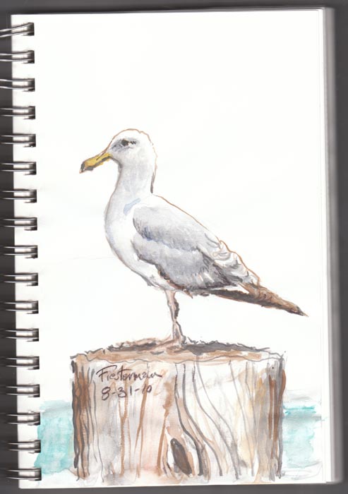 493x700 William Fiesterman One Painting Or Drawing Per Day Seagull - Seagull Drawing