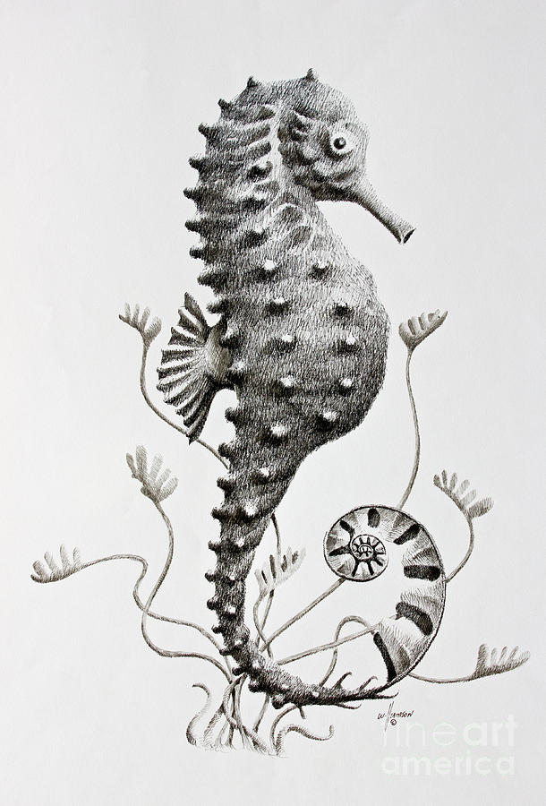 610x900 Seahorse Drawing - Seahorse Drawing