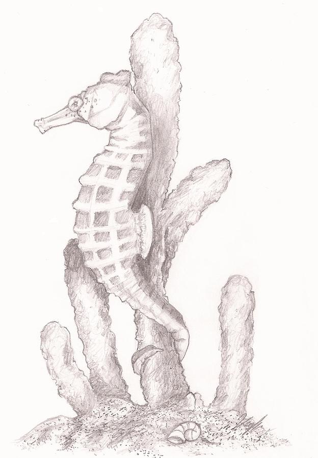 624x900 Seahorse Drawing - Seahorse Drawing