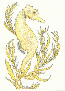 213x300 Seahorse Drawings Fine Art America - Seahorse Drawing