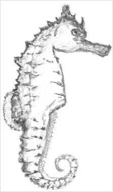 223x380 Seahorse Drawings In Pencil - Seahorse Drawing
