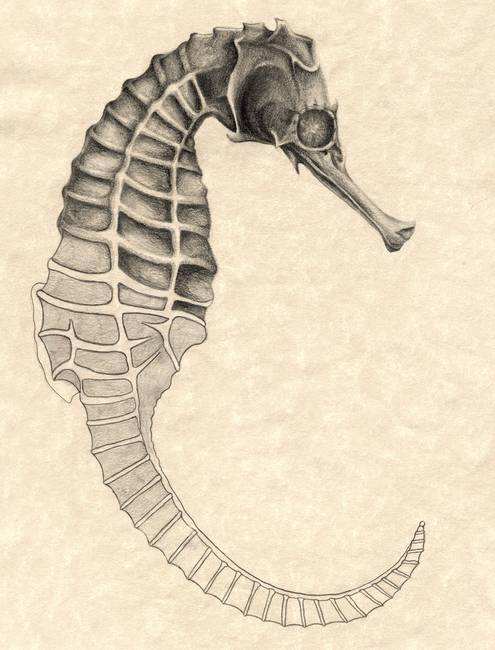 495x650 Seahorse - Seahorse Drawing