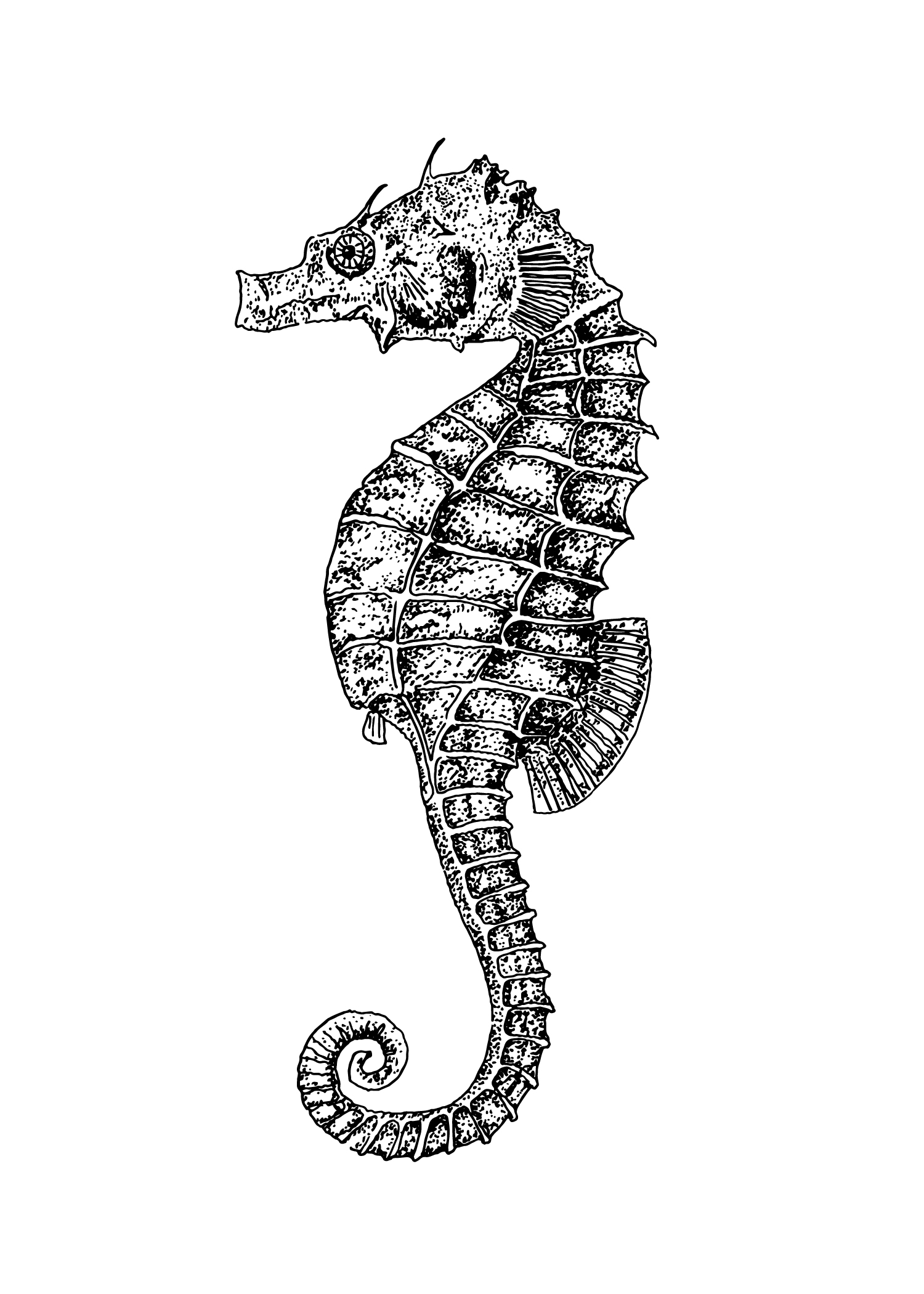 1500x2100 Drawing Of The Week Seahorse - Seahorse Drawing