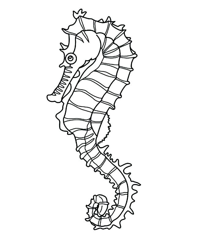 650x775 Sea Horse Outline - Seahorse Drawing Outline
