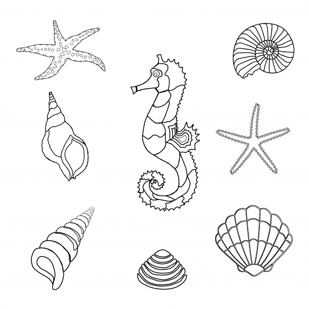 615x615 seahorse, shells outline clipart free stock photo - Seahorse Drawing Outline