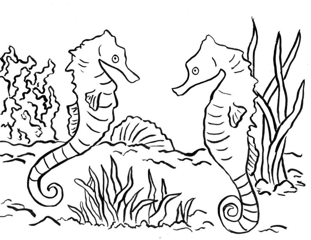 Seahorse Drawing Outline at PaintingValley.com | Explore collection of ...