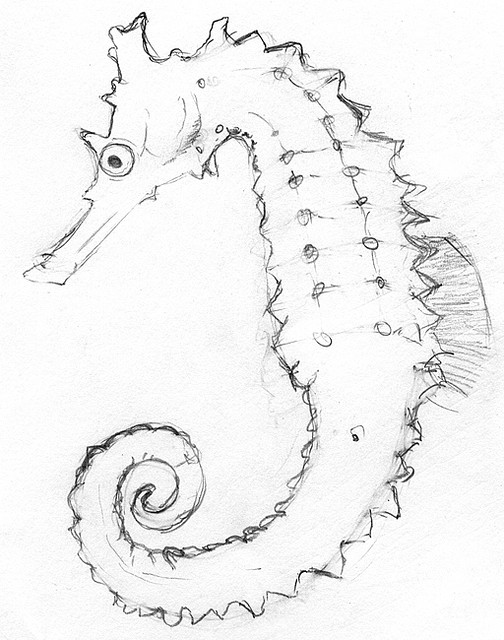504x640 seahorse drawing outline seahorse sketch seahorses sketches - Seahorse Drawing Outline