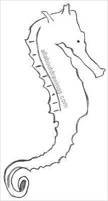 215x399 Seahorse Drawings In Pencil - Seahorse Drawing Outline
