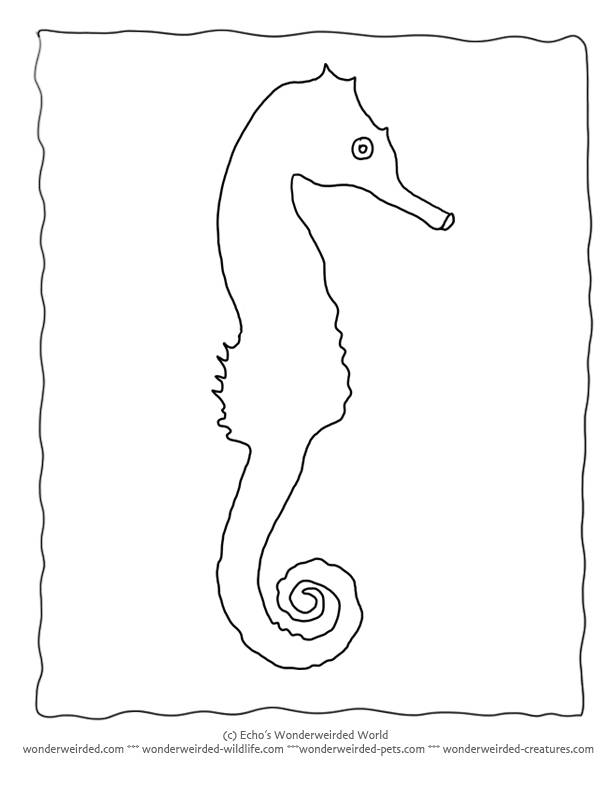 Seahorse Drawing Outline at PaintingValley.com | Explore collection of ...