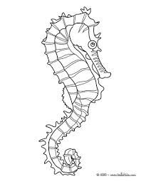 198x255 Seahorse Drawing Outline - Seahorse Drawing Outline