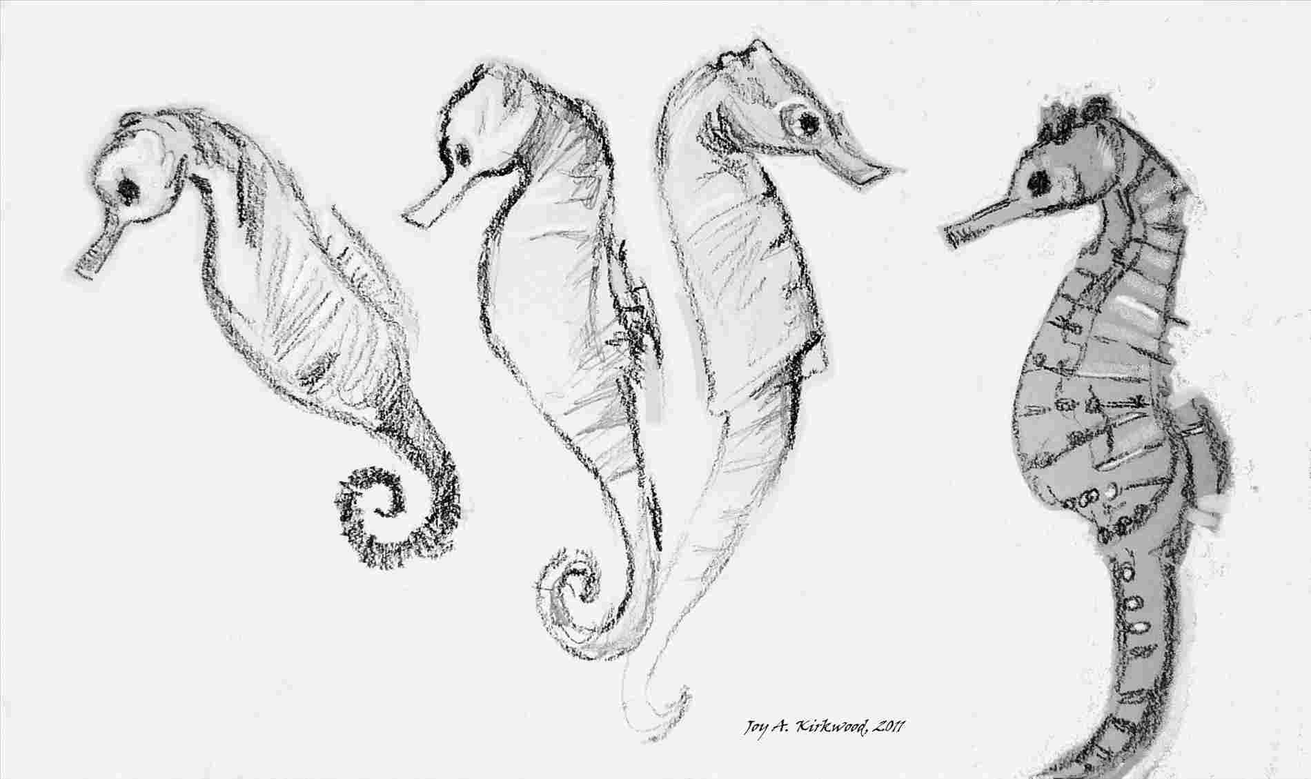 1900x1129 easy seahorse drawing seahorse outline - Seahorse Drawing Outline
