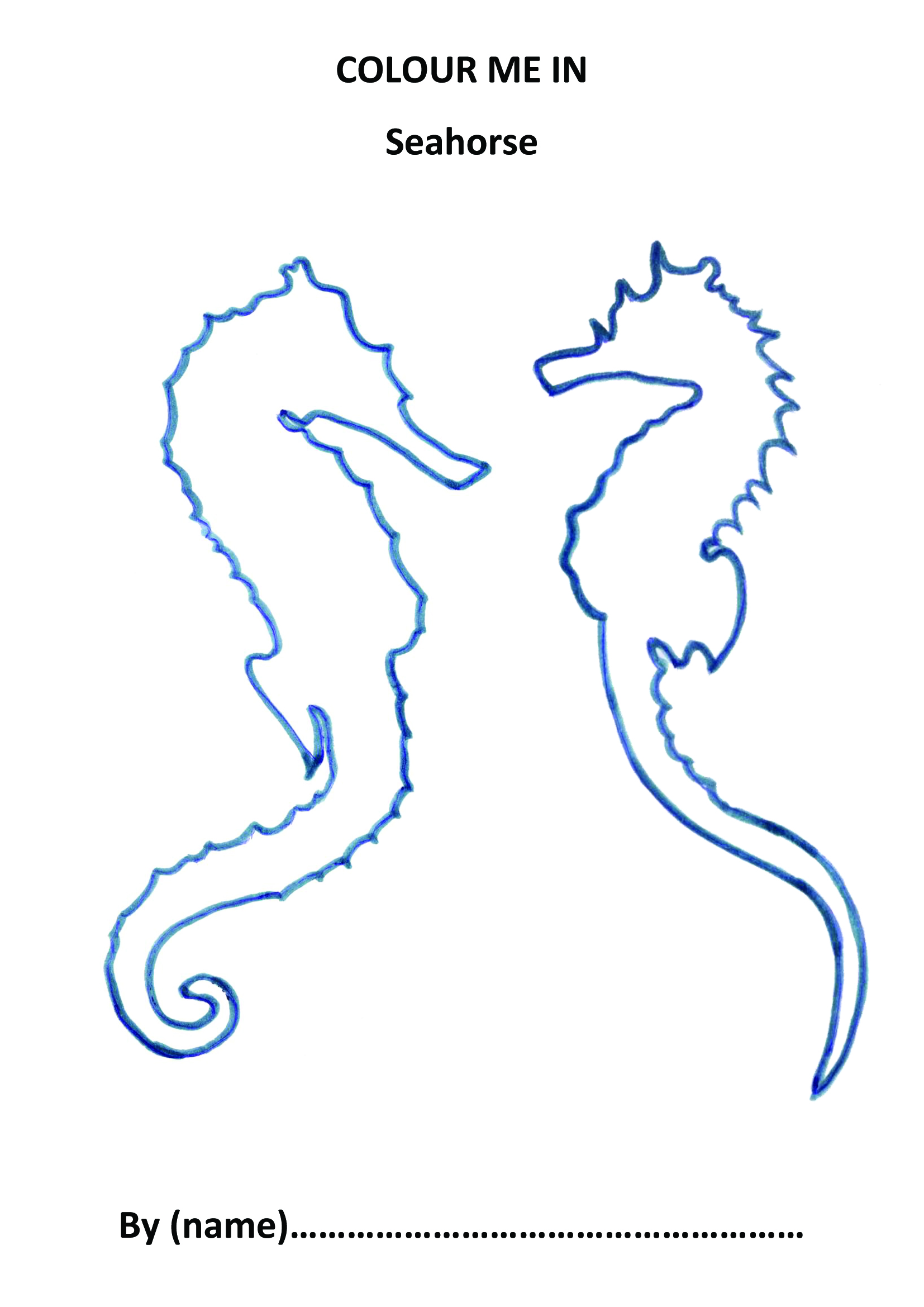 1654x2339 educational resources the seahorse trust - Seahorse Drawing Outline