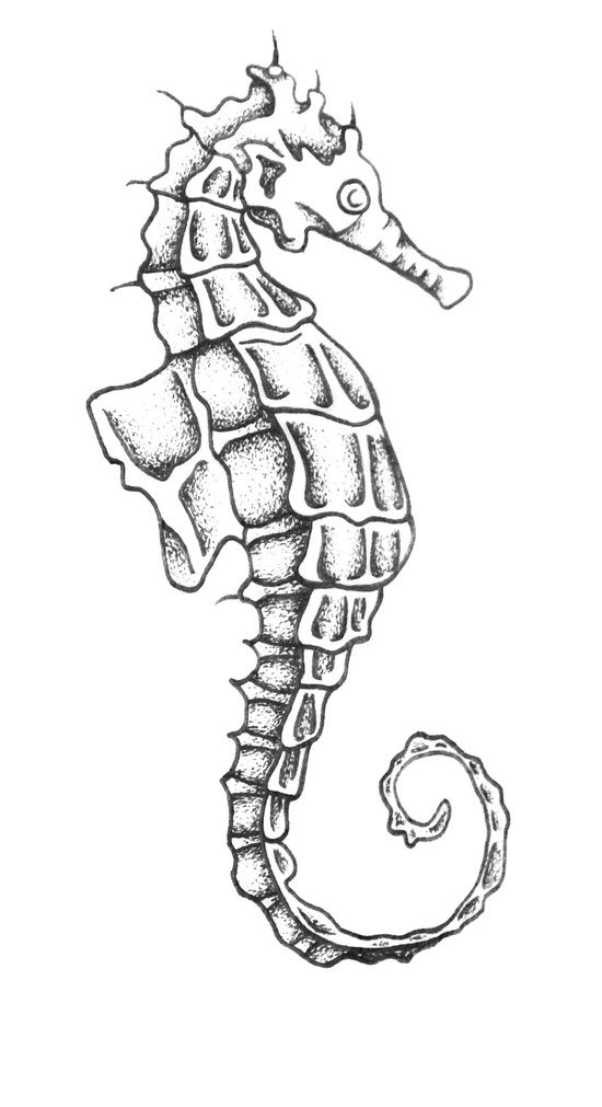 550x1011 drawn seahorse aquatic animal - Seahorse Line Drawing