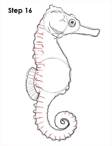 386x500 How To Draw A Seahorse - Seahorse Line Drawing
