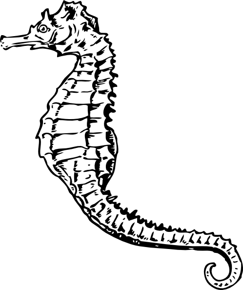 498x594 Seahorse Clip Art - Seahorse Line Drawing