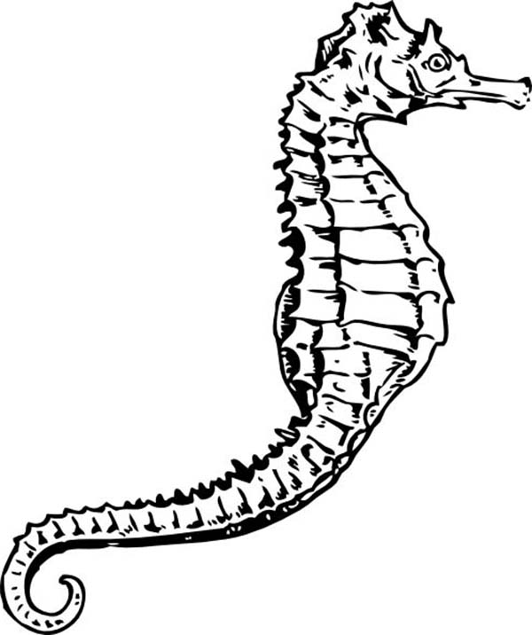 600x716 Seahorse Line Drawing - Seahorse Line Drawing