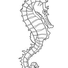 220x220 Seahorse Coloring Pages - Seahorse Line Drawing