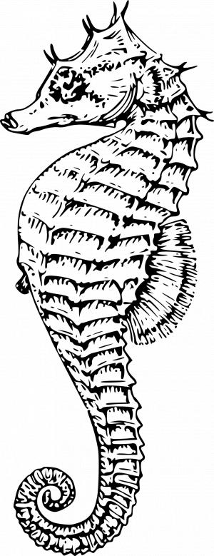 300x779 Seahorse Kid Clipart - Seahorse Line Drawing