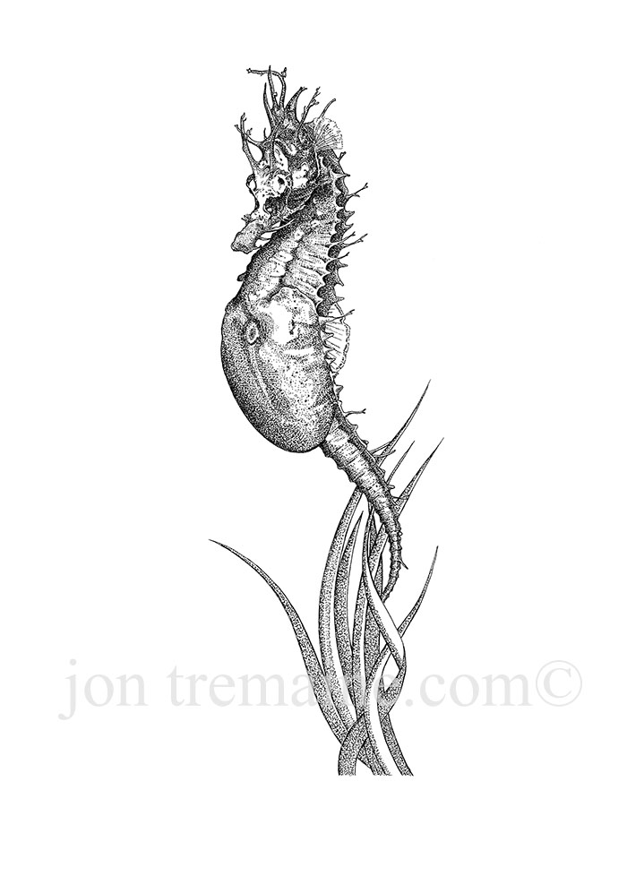 700x978 Seahorse - Seahorse Line Drawing