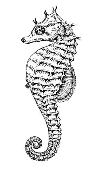 306x599 Clipart 'lined Seahorse' Vintage Fish Image Transparent Background - Seahorse Line Drawing