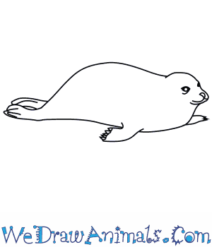 300x350 How To Draw A Harbor Seal - Seal Animal Drawing