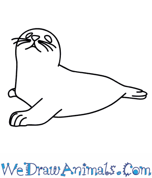 300x350 How To Draw A Harp Seal - Seal Animal Drawing