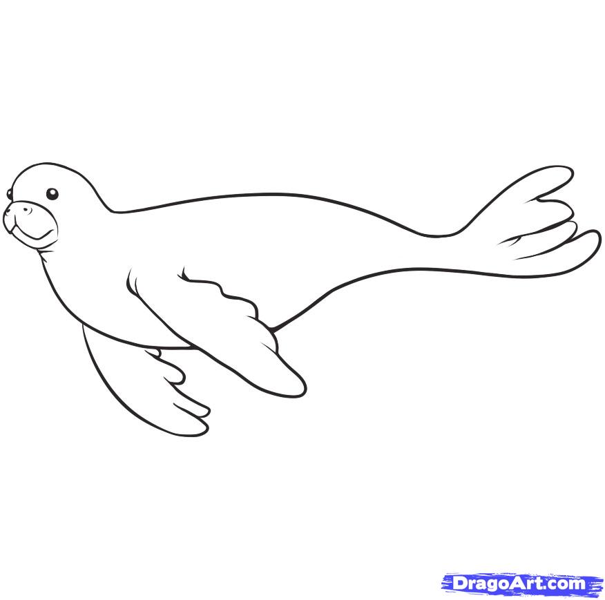 876x869 How To Draw A Seal, Step - Seal Animal Drawing