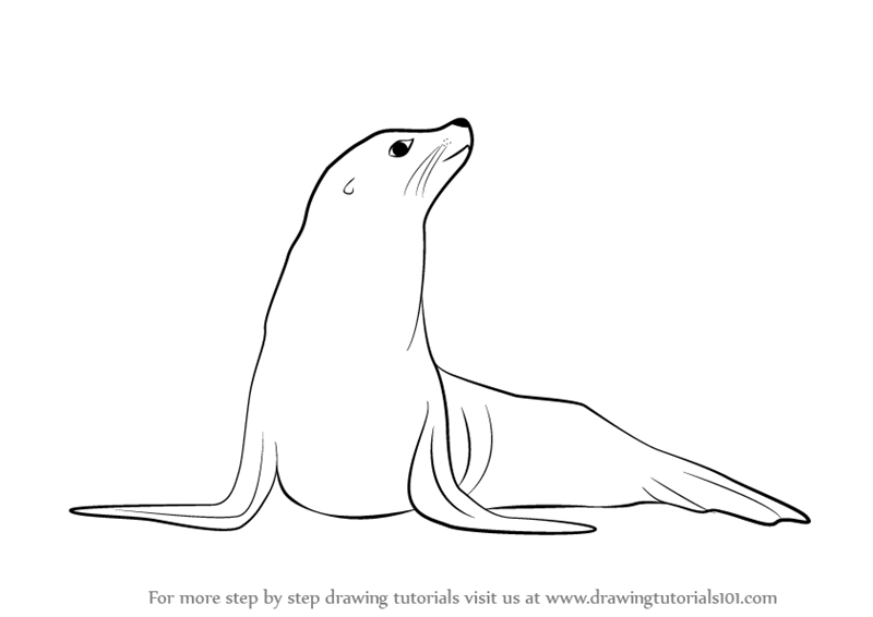 800x566 Learn How To Draw A Seal - Seal Animal Drawing