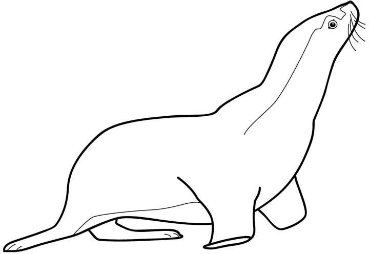 720x496 Seal - Seal Animal Drawing
