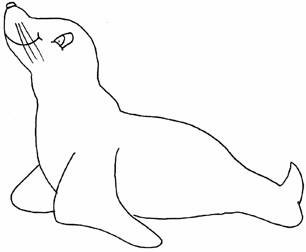 1012x833 Seal - Seal Animal Drawing