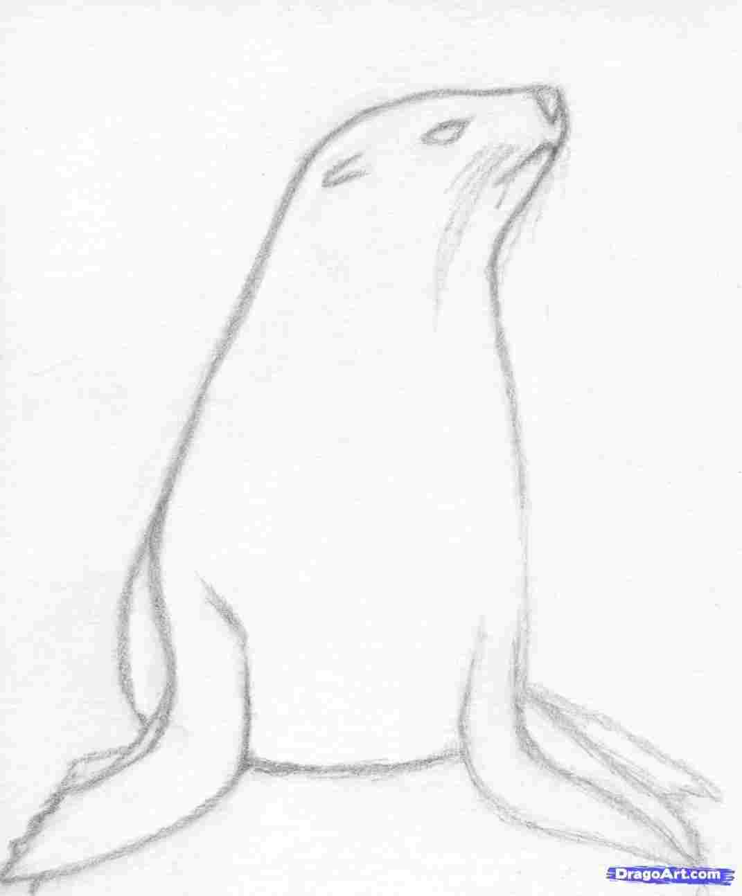 1071x1294 to draw these rhcom how a realistic seal cape fur step - Seal Animal Drawing