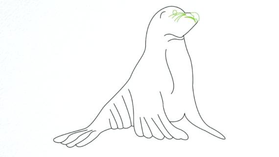 570x320 How To Draw A Seal Feat To Make Amazing Easy To Draw Sea Lion - Seal Animal Drawing