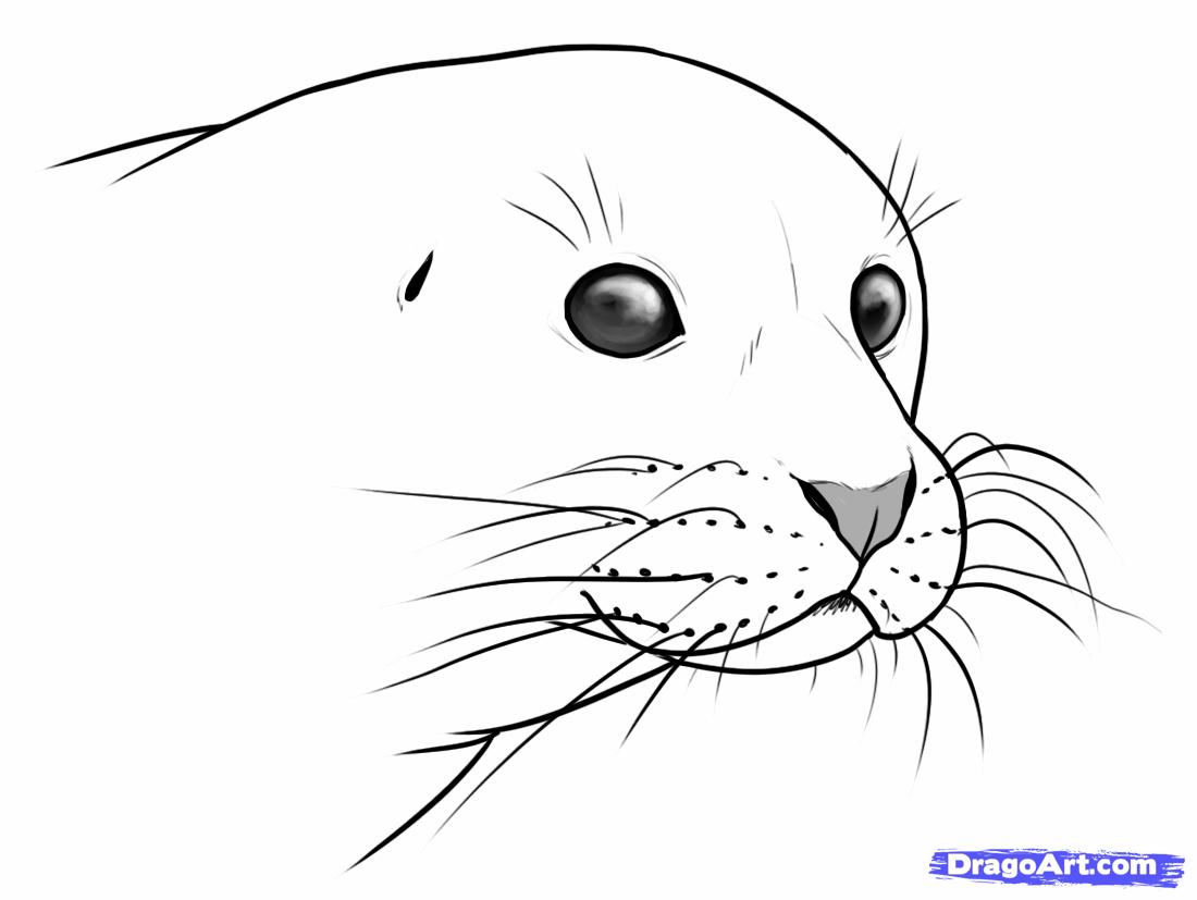 1100x827 how to draw seals, step - Seal Drawing