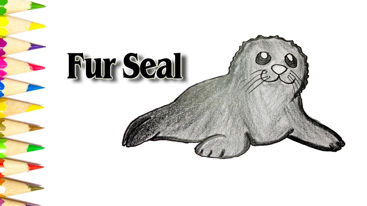 1280x720 how to draw a fur seal tutorials step - Seal Drawing