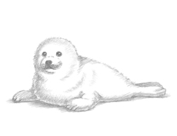 250x193 How To Draw A Seal Pup - Seal Drawing