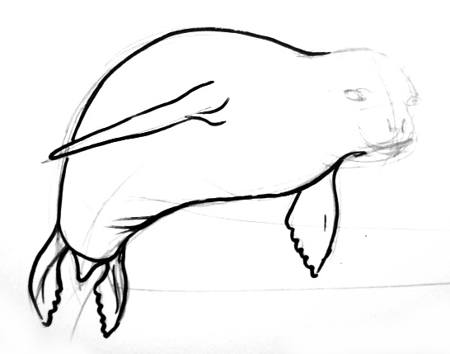 450x354 How To Draw A Seal - Seal Drawing