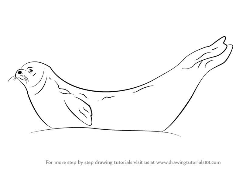 800x565 Learn How To Draw A Weddell Seal - Seal Drawing