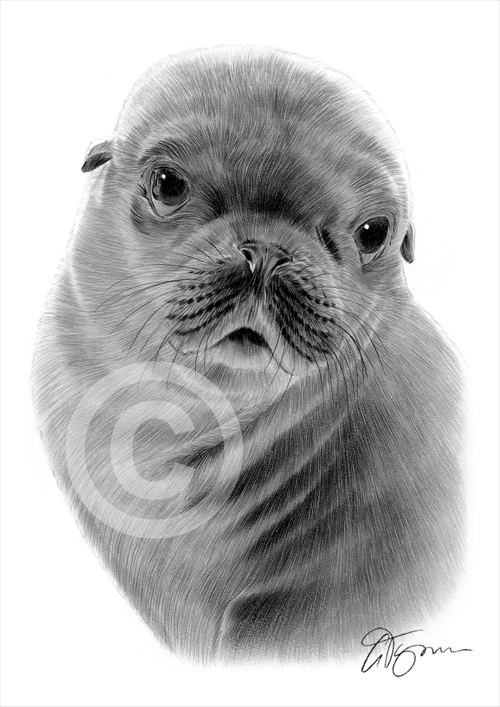 1000x1415 Pencil Drawing Of A Seal - Seal Drawing