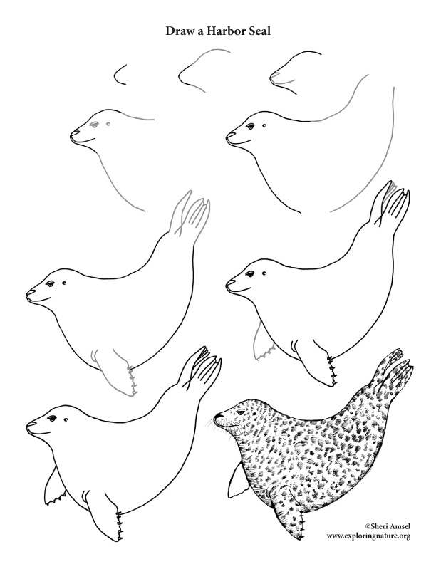 612x792 Seal - Seal Drawing