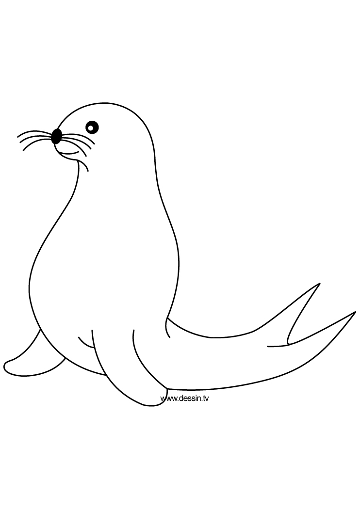 744x1052 Seal Drawing Sketch Drawing Skill - Seal Drawing