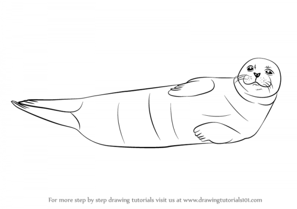 Seal Drawing at PaintingValley.com | Explore collection of Seal Drawing