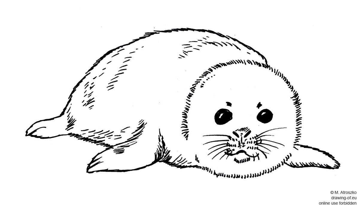 1200x695 Drawing Of Young Seal Drawing Of Eu - Seal Drawing